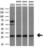 PGAM2 Antibody in Western Blot (WB)