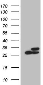 PGAM4 Antibody in Western Blot (WB)