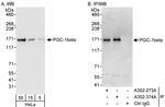 PGC-1beta Antibody in Western Blot (WB)