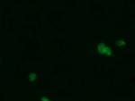 PGD Antibody in Immunocytochemistry (ICC/IF)