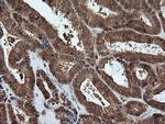 PGD Antibody in Immunohistochemistry (Paraffin) (IHC (P))