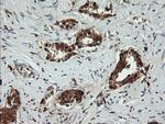 PGD Antibody in Immunohistochemistry (Paraffin) (IHC (P))