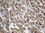 PGM2L1 Antibody in Immunohistochemistry (Paraffin) (IHC (P))