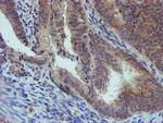 PGM3 Antibody in Immunohistochemistry (Paraffin) (IHC (P))