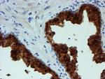 PGM3 Antibody in Immunohistochemistry (Paraffin) (IHC (P))