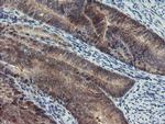 PGM3 Antibody in Immunohistochemistry (Paraffin) (IHC (P))