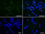 PGR Antibody in Immunocytochemistry (ICC/IF)