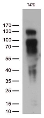 PGR Antibody in Western Blot (WB)