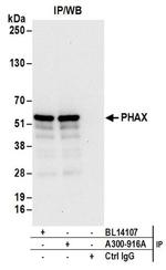 PHAX Antibody in Western Blot (WB)