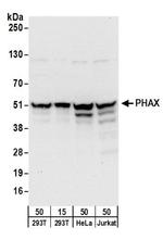 PHAX Antibody in Western Blot (WB)