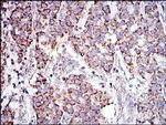 Prohibitin Antibody in Immunohistochemistry (Paraffin) (IHC (P))