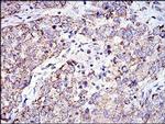 Prohibitin Antibody in Immunohistochemistry (Paraffin) (IHC (P))