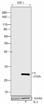 Human IL-2 Protein in Functional Assay (FN)