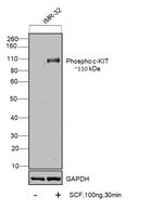 Human SCF Protein in Functional Assay (Functional)