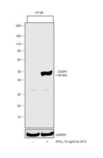 Human IFN-gamma Protein in Functional Assay (Functional)