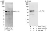 PHF23 Antibody in Western Blot (WB)