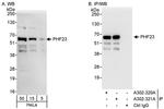 PHF23 Antibody in Western Blot (WB)