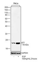 Human EGF Protein in Functional Assay (Functional)