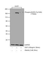 Human EGF Protein in Functional Assay (Functional)