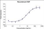 Human HGF Protein in Functional Assay (FN)