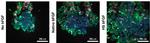 Human Heat Stable bFGF Protein in Functional Assay (Functional)