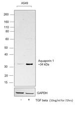 Human TGF-beta 1 Protein in Functional Assay (FN)