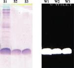 6x-His Tag Antibody in Western Blot (WB)