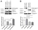 PIAS1 Antibody in Western Blot (WB)