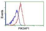 PIK3AP1 Antibody in Flow Cytometry (Flow)