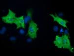 PIK3AP1 Antibody in Immunocytochemistry (ICC/IF)