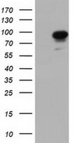 PIK3AP1 Antibody in Western Blot (WB)