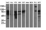 PIK3AP1 Antibody in Western Blot (WB)