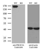 PIK3C2A Antibody