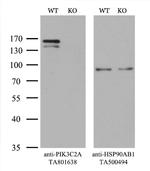 PIK3C2A Antibody in Western Blot (WB)