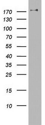 PIK3C2A Antibody in Western Blot (WB)