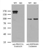 PIK3C2A Antibody in Western Blot (WB)