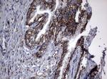 PIK3CD Antibody in Immunohistochemistry (Paraffin) (IHC (P))