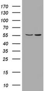 PIK3CD Antibody in Western Blot (WB)