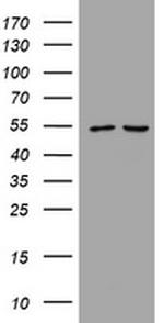 PIK3CD Antibody in Western Blot (WB)