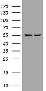 PIK3CD Antibody in Western Blot (WB)