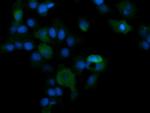 PIK3CG Antibody in Immunocytochemistry (ICC/IF)