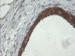 PIK3CG Antibody in Immunohistochemistry (Paraffin) (IHC (P))