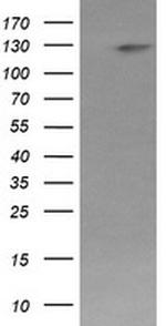 PIK3CG Antibody in Western Blot (WB)