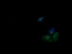 PIK3R5 Antibody in Immunocytochemistry (ICC/IF)