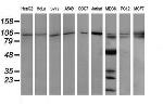 PIK3R5 Antibody in Western Blot (WB)