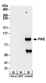 PIKE Antibody in Western Blot (WB)