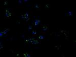 PIM2 Antibody in Immunocytochemistry (ICC/IF)