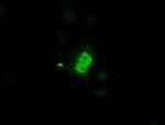 PIM2 Antibody in Immunocytochemistry (ICC/IF)