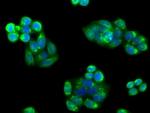 PIM2 Antibody in Immunocytochemistry (ICC/IF)