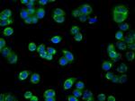 PIM2 Antibody in Immunocytochemistry (ICC/IF)